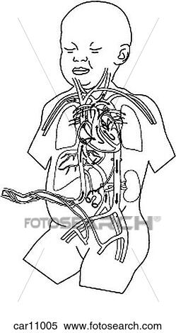 Fetus showing blow flow circulation View Large Illustration Stock Illustration - Fetus showing blow flow circulation. Fotosearch
