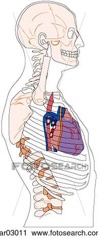Clip Art - Location of heart and great vessels within thorax with respect to rib cage, ribcage shown transparent, right lateral view. Fotosearch