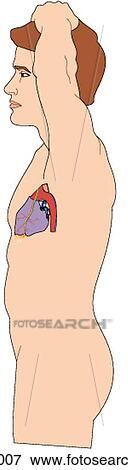 Location of heart and great vessels within thorax with respect to surface anatomy, left lateral view View Large Illustration Stock Illustration - Location of heart and great vessels within thorax with respect to surface anatomy, left lateral view. Fotosearch