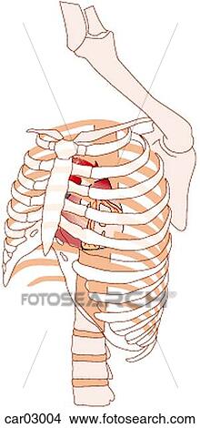 Location of heart within rib cage, ribcage shown transparent, left anterolateral view View Large Illustration Stock Illustration - Location of heart within rib cage, ribcage shown transparent, left anterolateral view. Fotosearch