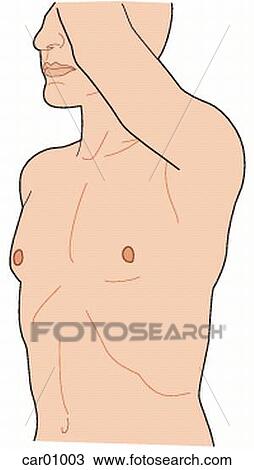 Drawing - Male in erect position, arms raised, showing thoracic anatomy, anterolateral view. Fotosearch