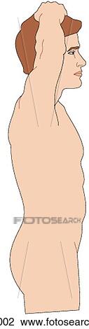 Drawing - Male in erect posture, arms raised, showing thoracic anatomy, lateral view. Fotosearch