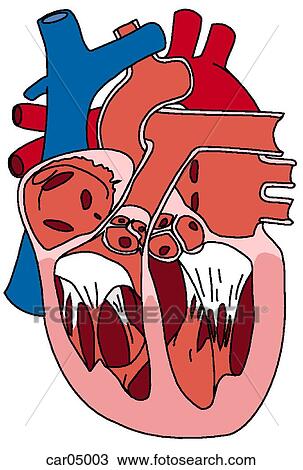 Drawing - Posterior half of diagrammatic coronally-sectioned heart showing chambers, valves, and path of blood flow, anterior view. Fotosearch