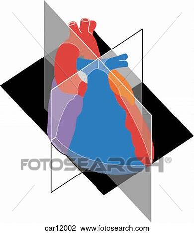 Schematic representation of heart showing planes used in echocardiology View Large Illustration Drawing - Schematic representation of heart showing planes used in echocardiology. Fotosearch
