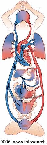 Schematic representation of cardiovascular system showing pathways of blood circulation. View Large Illustration Stock Illustration - Schematic representation of cardiovascular system showing pathways of blood circulation.. Fotosearch