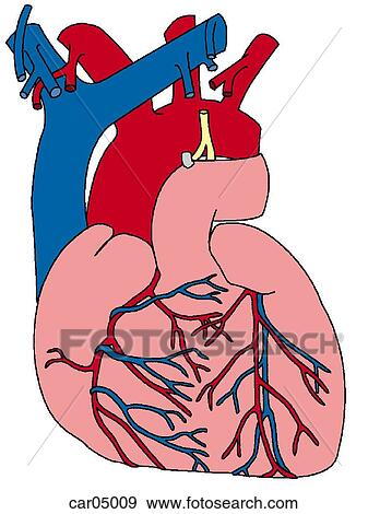 Sternocostal surface of heart with great vessels, demonstrating coronary arteries and cardiac veins, anterior view View Large Illustration Stock Illustration - Sternocostal surface of heart with great vessels, demonstrating coronary arteries and cardiac veins, anterior view. Fotosearch