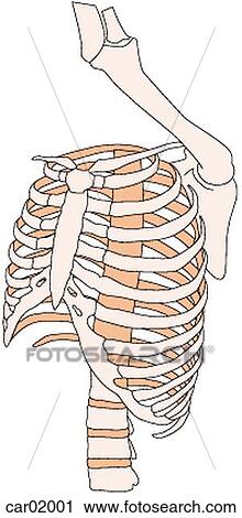 Clip Art - Vertebrae, ribcage and bones of shoulder and upper arm, anterolateral view. Fotosearch