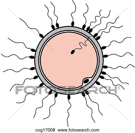 受精 イラスト Cog Fotosearch