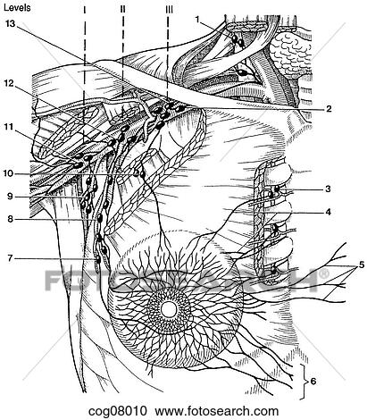 Clipart - Breast, lymphatic drainage. Fotosearch