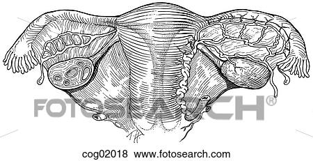 Stock Illustration of Uterus, fallopian tubes, and ovaries cog02018 ...