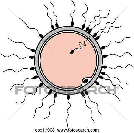 Fertilization View Large Illustration Stock Illustration - Fertilization. Fotosearch