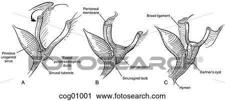 Genital embryonic development View Large Illustration Clip Art - Genital embryonic development. Fotosearch