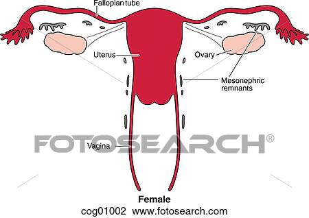 Clip Art of Gonads, female cog01002 - Search Clipart, Illustration ...