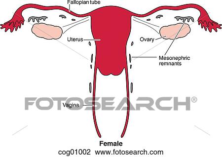 Gonads, female View Large Illustration Drawing - Gonads, female. Fotosearch