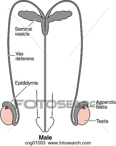 Gonads, male View Large Illustration Drawing - Gonads, male. Fotosearch