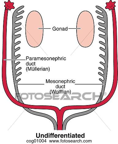 Stock Illustration - Gonads, undifferentiated. Fotosearch