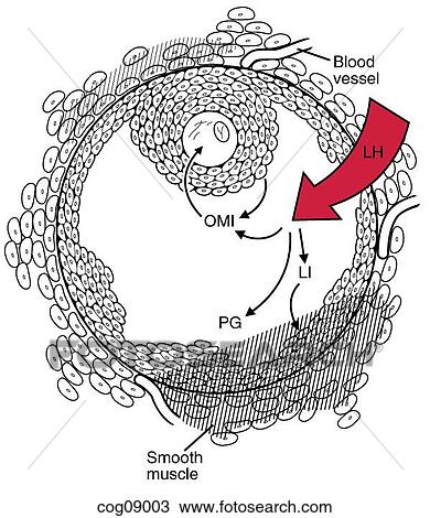 Drawing - Menstrual cycle, early proliferative stage. Fotosearch