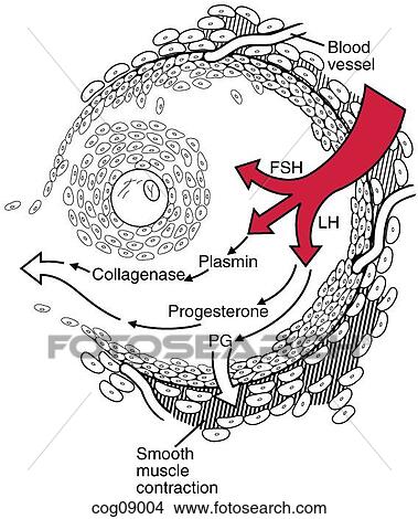 Menstrual cycle, early secretory stage View Large Illustration Stock Illustration - Menstrual cycle, early secretory stage. Fotosearch