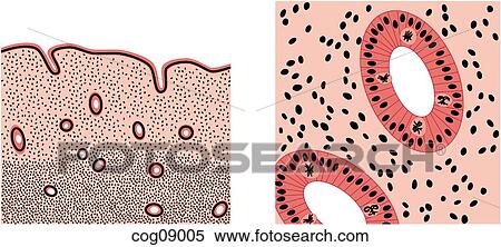 Menstrual cycle, endometrial breakdown View Large Illustration Stock Illustration - Menstrual cycle, endometrial breakdown. Fotosearch