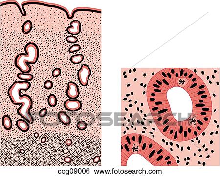 Menstrual cycle, late proliferative stage View Large Illustration Stock Illustration - Menstrual cycle, late proliferative stage. Fotosearch