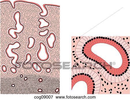 Stock Illustration - Menstrual cycle, late secretory stage. Fotosearch