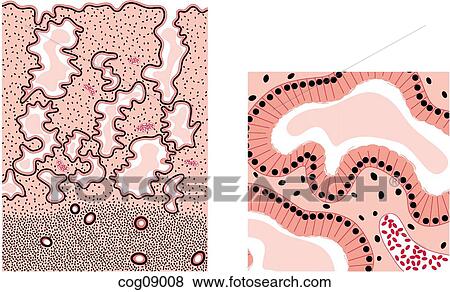 Menstrual cycle, regulation View Large Illustration Stock Illustration - Menstrual cycle, regulation. Fotosearch