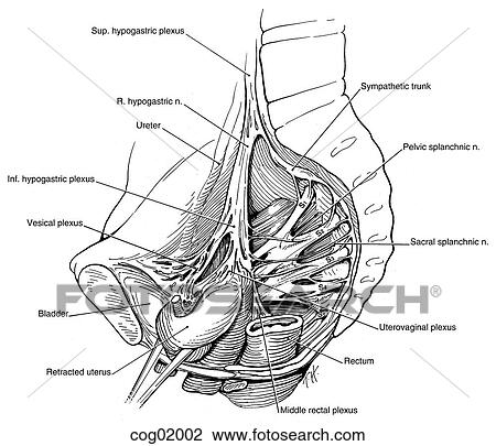 Drawing - Nerves, presacral. Fotosearch