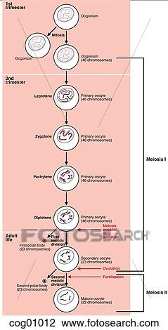 Drawing - Oogonium, development. Fotosearch