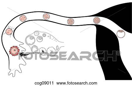 Ovulation and migration of egg View Large Illustration Clip Art - Ovulation and migration of egg. Fotosearch
