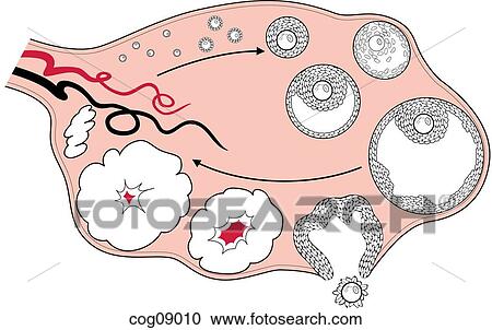 Clipart - Ovulation. Fotosearch