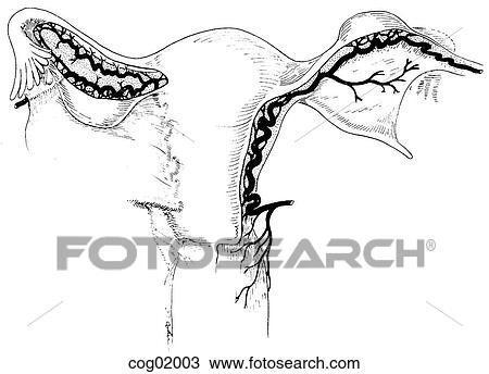 Drawing - Pelvic arteries. Fotosearch