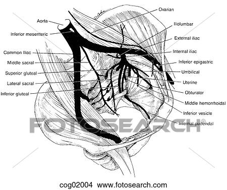 Pelvic arteries View Large Illustration Stock Illustration - Pelvic arteries. Fotosearch