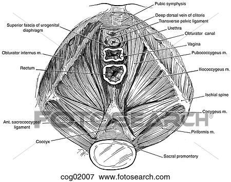 Pelvic diaphragm View Large Illustration Stock Illustration - Pelvic diaphragm. Fotosearch