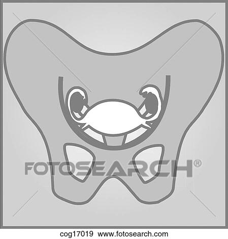 Stock Illustration - Pelvic floor, genitourinary tract (female). Fotosearch