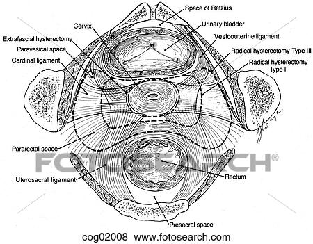 Stock Illustration - Pelvic ligaments and spaces. Fotosearch