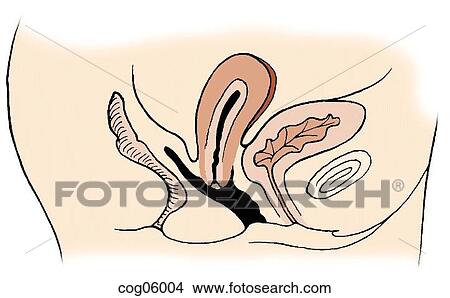 Pelvic relaxation, first degree View Large Illustration Stock Illustration - Pelvic relaxation, first degree. Fotosearch