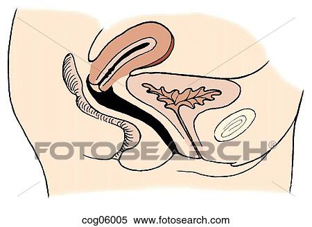 Pelvic relaxation, normal View Large Illustration Stock Illustration - Pelvic relaxation, normal. Fotosearch
