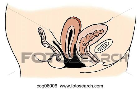 Pelvic relaxation, second degree View Large Illustration Stock Illustration - Pelvic relaxation, second degree. Fotosearch