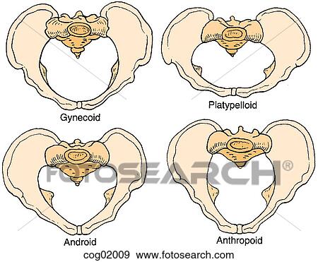Stock Illustration - Pelvic types, Caldwell-Moloy. Fotosearch