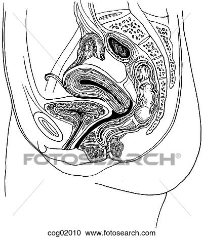 Clipart - Pelvic viscera and perineum. Fotosearch