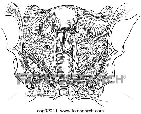 Pelvic viscera, ligaments and fascia View Large Illustration Clip Art - Pelvic viscera, ligaments and fascia. Fotosearch