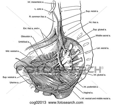 Drawing - Pelvis, blood supply. Fotosearch