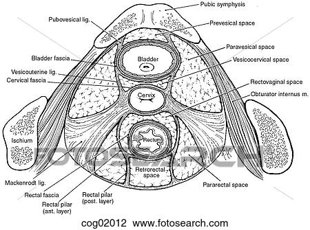 Pelvis View Large Illustration Drawing - Pelvis. Fotosearch