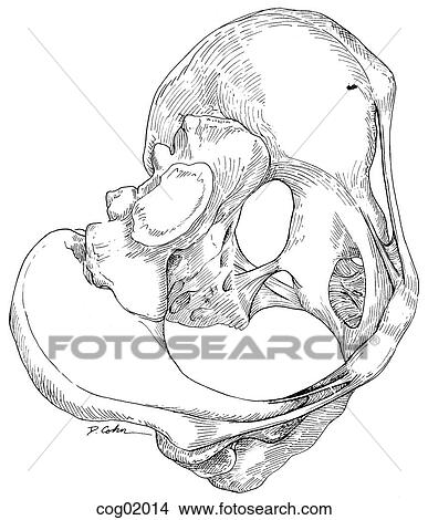 Pelvis, female View Large Illustration Stock Illustration - Pelvis, female. Fotosearch