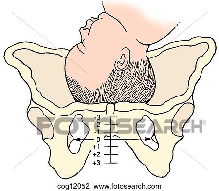 Drawing - Presentation, vertex, station estimation. Fotosearch