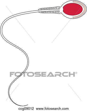 Sperm, anatomy View Large Illustration Drawing - Sperm, anatomy. Fotosearch