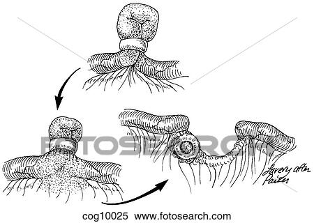 Sterilization, tubal, Silastic ring View Large Illustration Stock Illustration - Sterilization, tubal, Silastic ring. Fotosearch