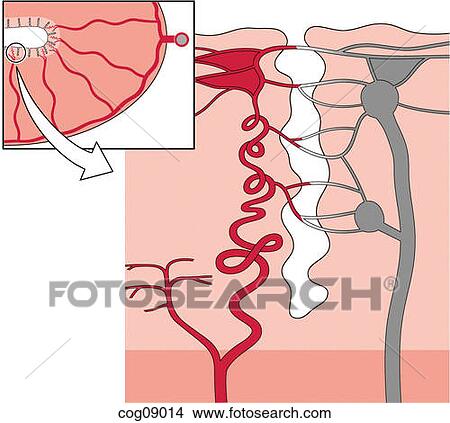Stock Illustration - Uterine vasculature. Fotosearch