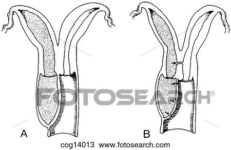Uterus, double View Large Illustration Drawing - Uterus, double. Fotosearch