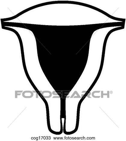 Drawing - Uterus. Fotosearch